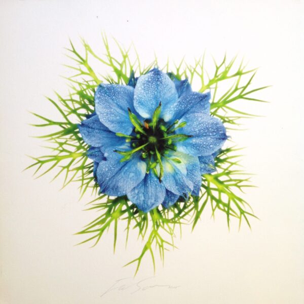 Nigela Damascena by Joson