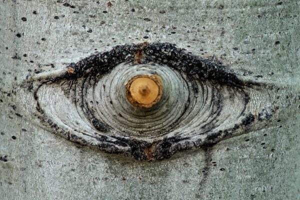 Aspen Tear