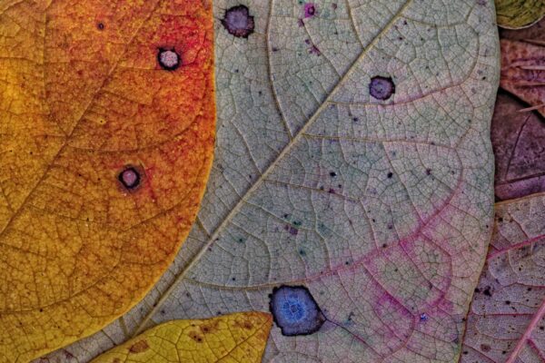 Colors