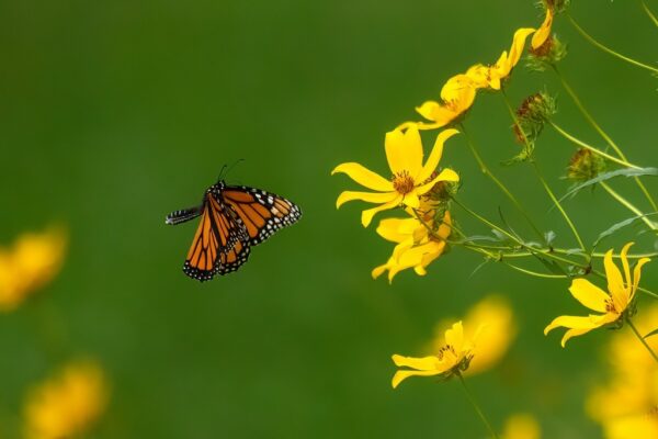 Flying Monarch