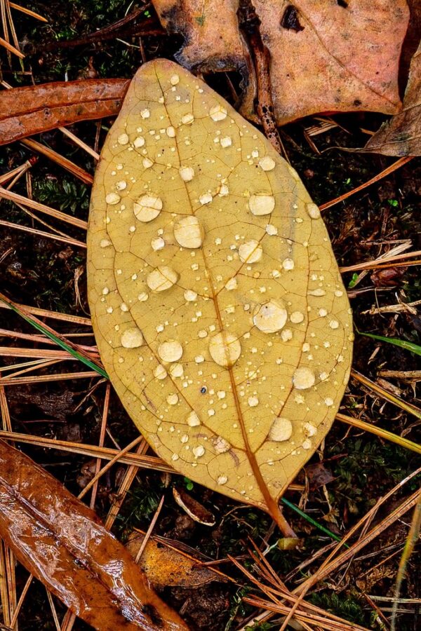 Golden Leaf