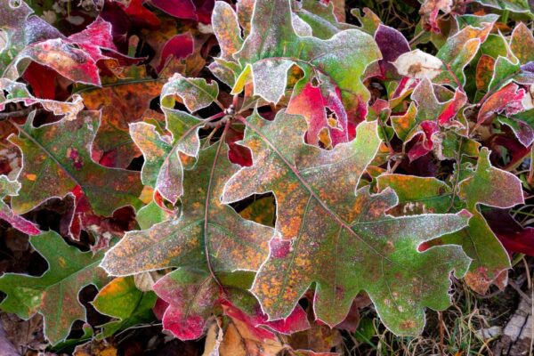 Rouge et Vert
