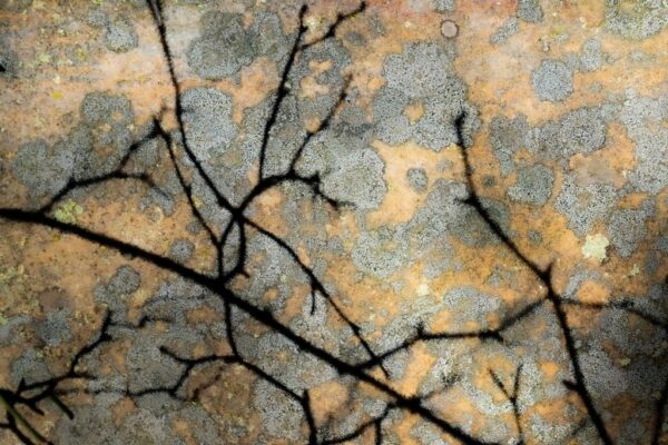 Thorny