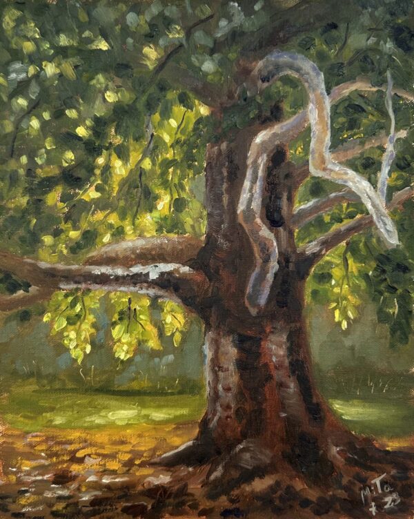 Sycamore Tree