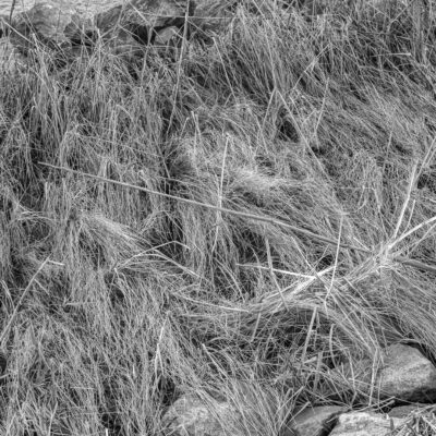 Back Bay Front Yard, Quillen's Point, DE, 2015 by Russ Suniewick