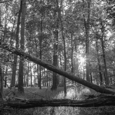 Backlight by Russ Suniewick
