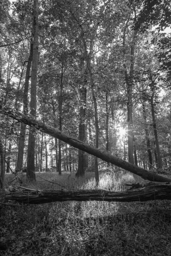 Backlight by Russ Suniewick
