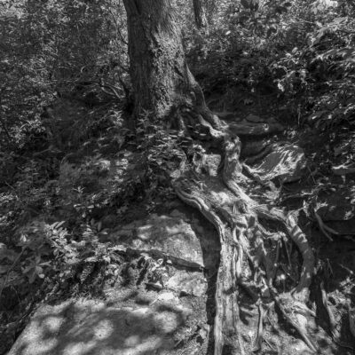 Burnt Mills Hills Creek, Silver Spring, MD by Russ Suniewick