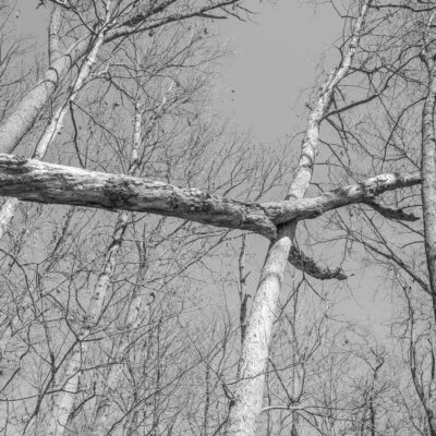 Chaos in the Woods, Paint Branch Park, Silver Spring, MD by Russ Suniewick