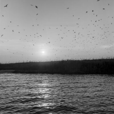 Indian River Inlet Bay Gull Island [1968], Delaware by Russ Suniewick