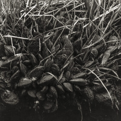 Quillin's Point, Back Bay, 1967 by Russ Suniewick