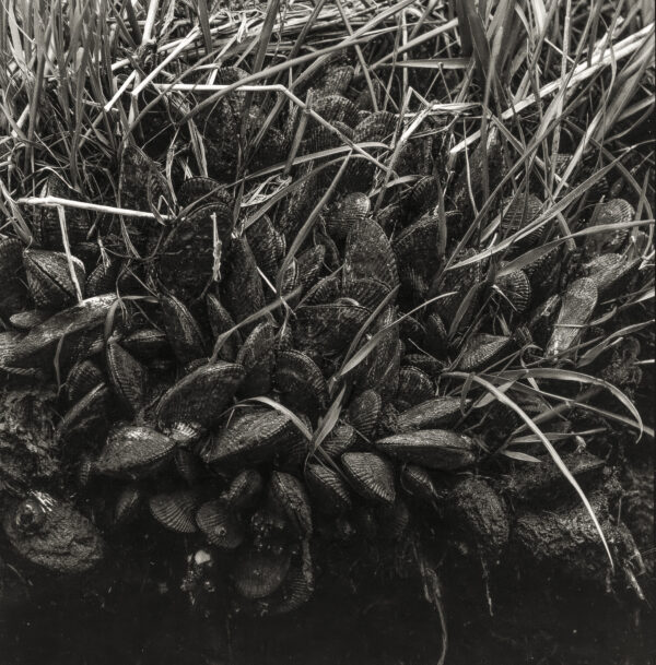 Quillin's Point, Back Bay, 1967 by Russ Suniewick