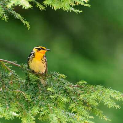 Blackburnian by Craig Johnson