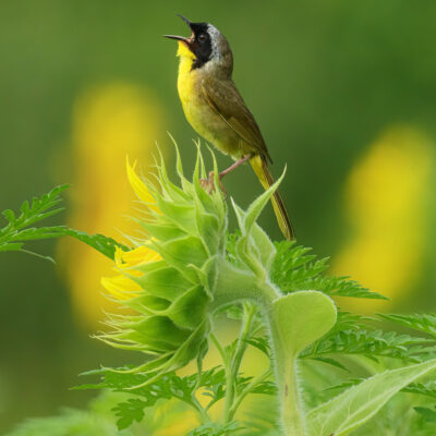 The Singer by Craig Johnson