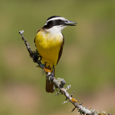 Kiskadee by Craig Johnson