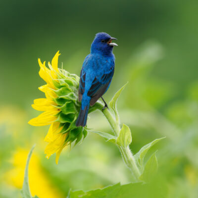 Indigo - Sunflower by Craig Johnson