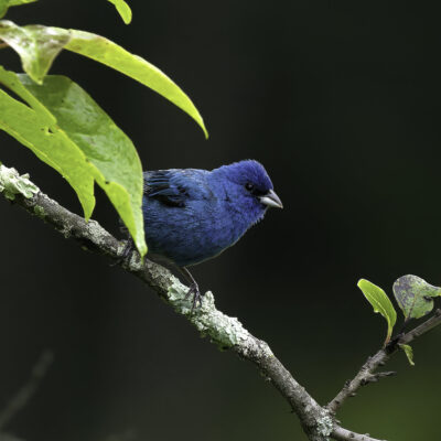 Peek-A-Boo by Craig Johnson