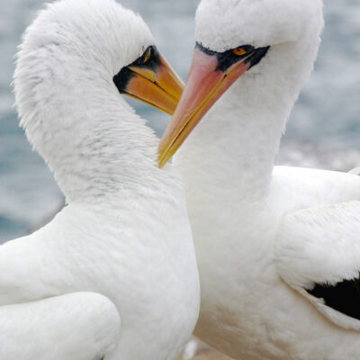 Nazca by Craig Johnson