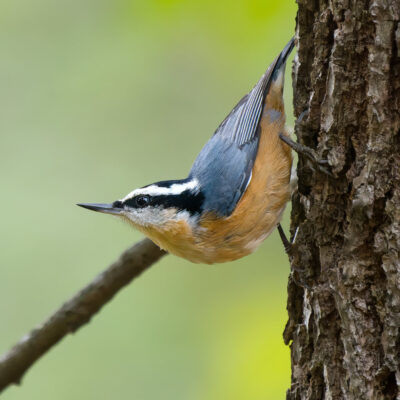 Bright Eyes by Craig Johnson