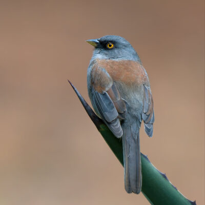 Yellow Eyes by Craig Johnson