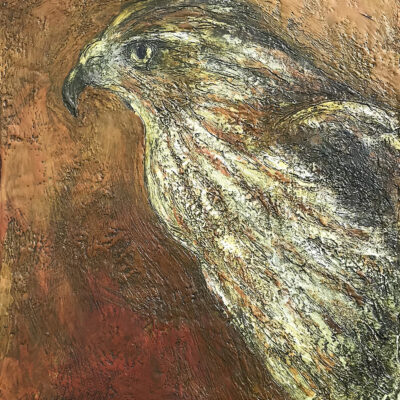 Coopers Hawk (photo reference Dan@AvianPhotog) by Marcie Wolf-Hubbard